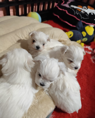 Maltese