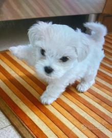 Cucciolo maltese toy coreano