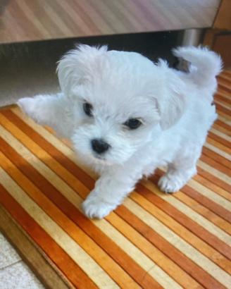 Cucciolo maltese toy coreano