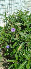 Petunia Messicana, Ruellia Simplex 