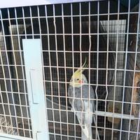 Calopsiti Con Gabbia