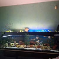 Acquario 2 metri