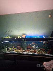 Acquario 2 metri