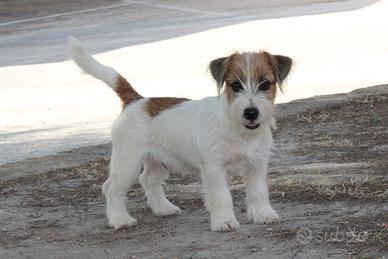 Jack russell terrier