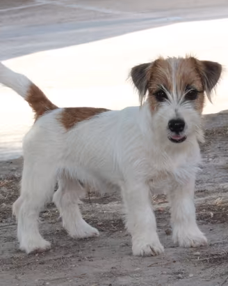 Jack russell terrier