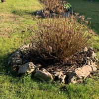 Regalasi rocce decorative da giardino
