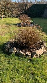 Regalasi rocce decorative da giardino