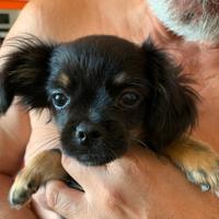 Cuccioli di Chihuahua