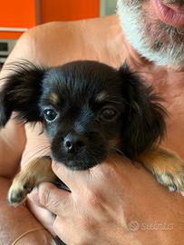 Cuccioli di Chihuahua