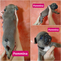 Bulldog francesi esotici