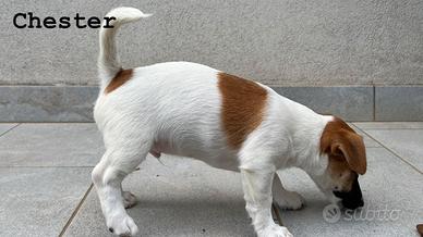 Jack Russell Terrier