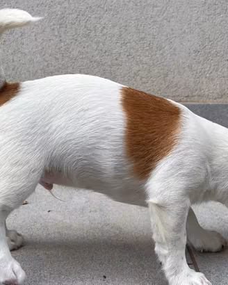 Jack Russell Terrier