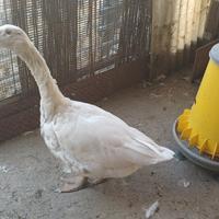 Oca bianca romagnola