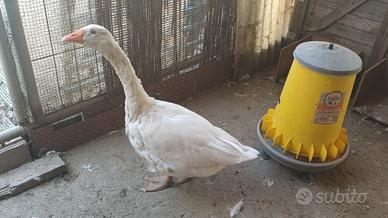 Oca bianca romagnola