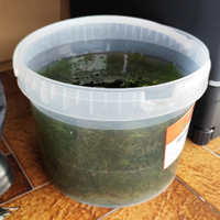 Najas Guadalupensis pianta acquario