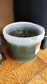 Najas Guadalupensis pianta acquario