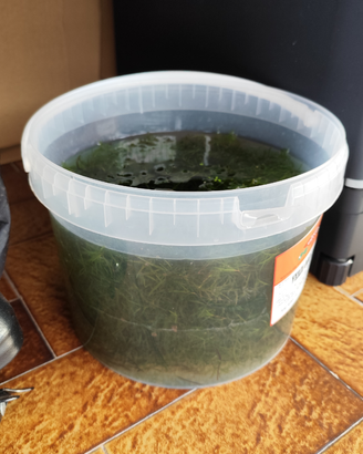 Najas Guadalupensis pianta acquario