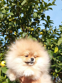 Spitz Pomerania nano maschio