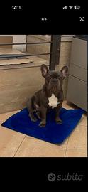 Bull dog francese per accoppiamento