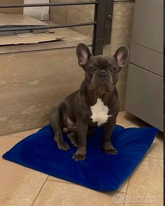 Bull dog francese per accoppiamento