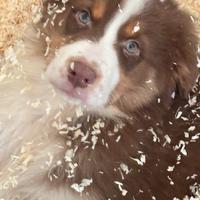 Cuccioli Australian shepherd