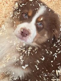 Cuccioli Australian shepherd