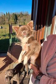 Stallone chihuahua lilac Isabella per monta