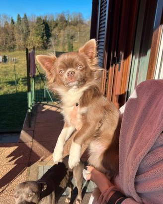 Stallone chihuahua lilac Isabella per monta