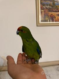 Kakariki allevato a mano