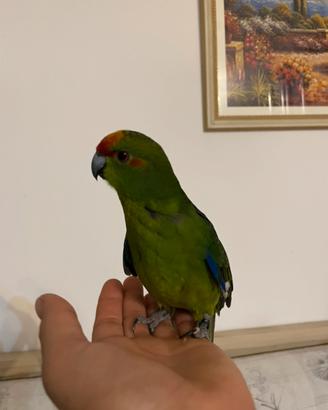 Kakariki allevato a mano