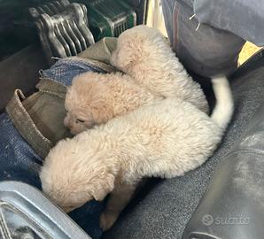 Cuccioli Maremmano