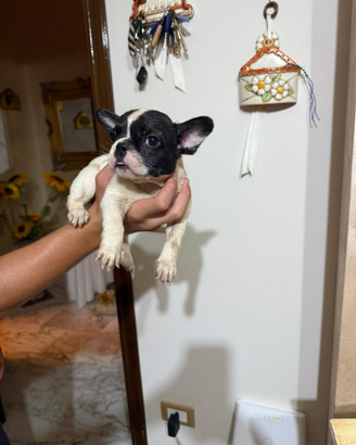 Bulldog francese