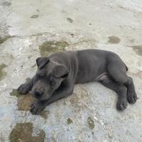 Cucciolone cane Corso