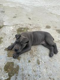 Cucciolone cane Corso