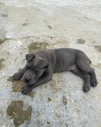 Cucciolone cane Corso