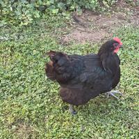 Gallina australorp