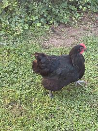 Gallina australorp