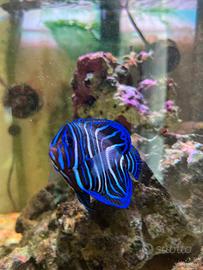 Pesce Angelo imperatore Livrea Giovanile