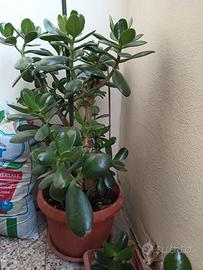 Albero di Giada/ Crassula ovata