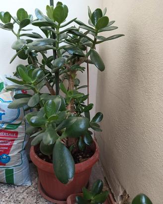 Albero di Giada/ Crassula ovata