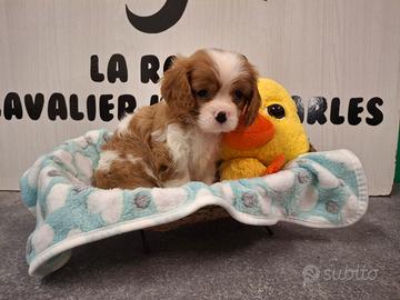 Cavalier king con Pedigree Enci e certificazioni 