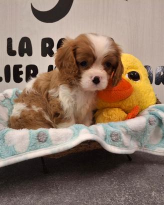 Cavalier king con Pedigree Enci e certificazioni 