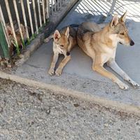 Cucciolo femmina di lupo Cecoslovacco