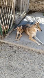 Cucciolo femmina di lupo Cecoslovacco