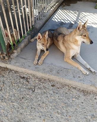 Cucciolo femmina di lupo Cecoslovacco