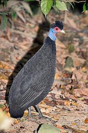 Faraone guttere