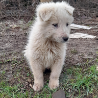 Cuccioli maremmani