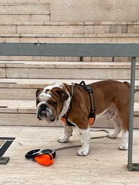 Monta dí Bulldog Inglese