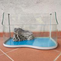 Acquario tartarughe