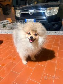 Cucciola di spitz di Pomerania nano